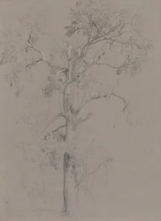 Esche im Ashstead Park